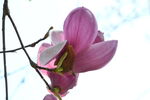 玉兰花