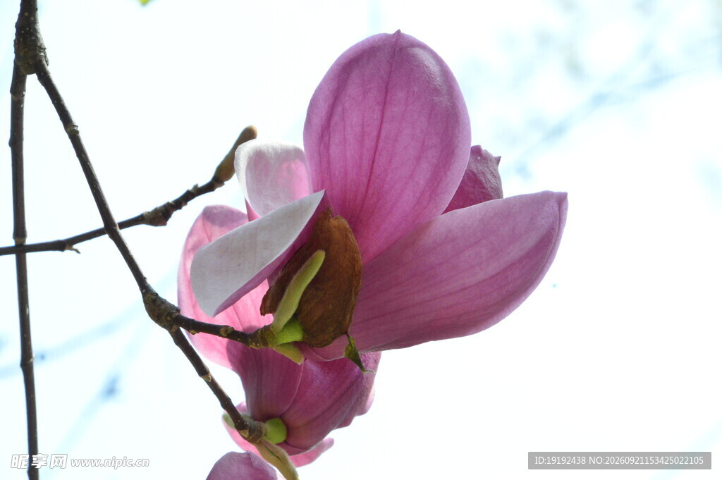 玉兰花
