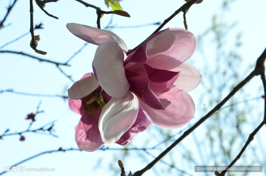 玉兰花