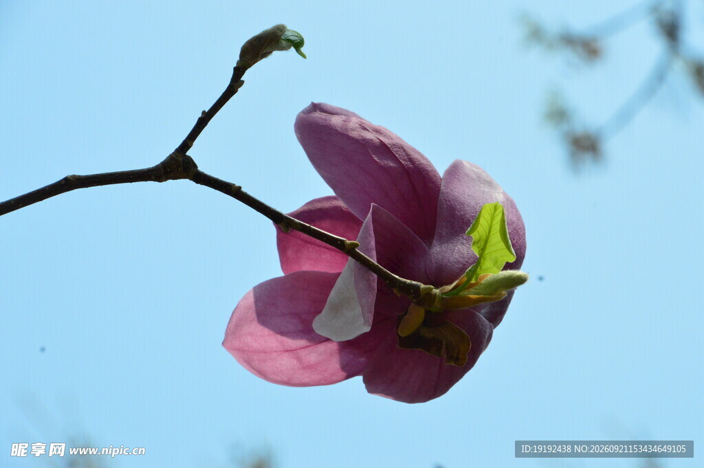 玉兰花
