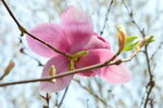 玉兰花 