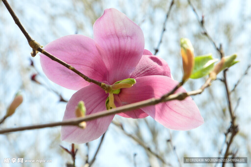 玉兰花 