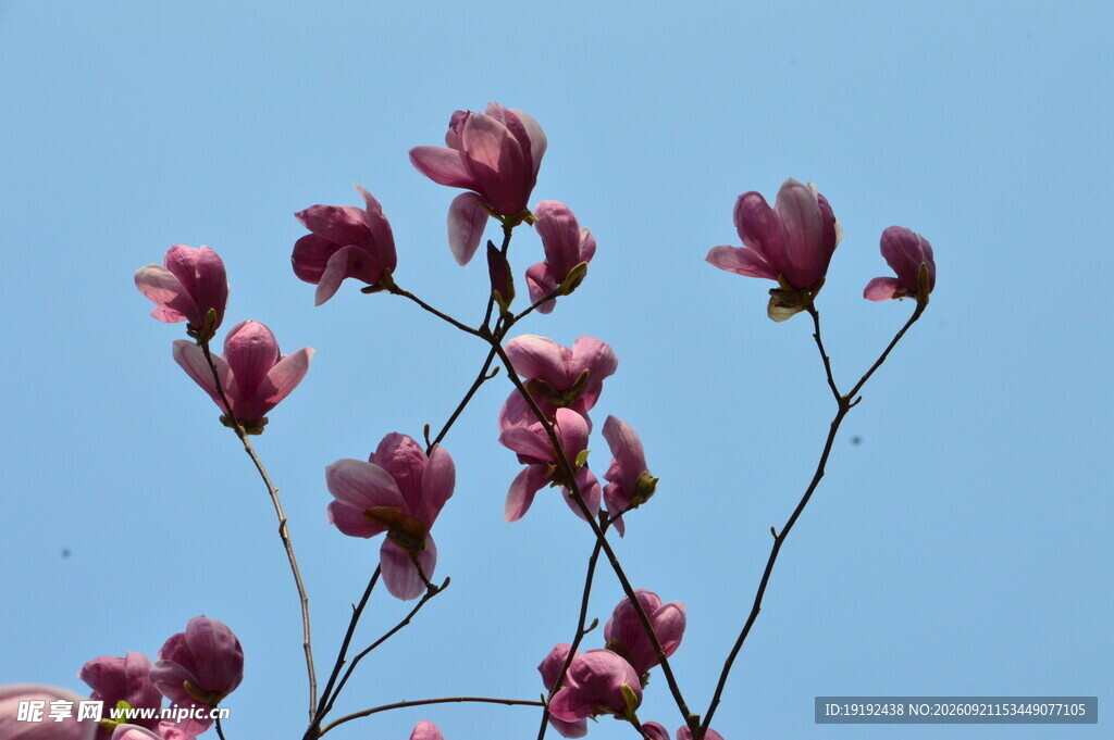 玉兰花 