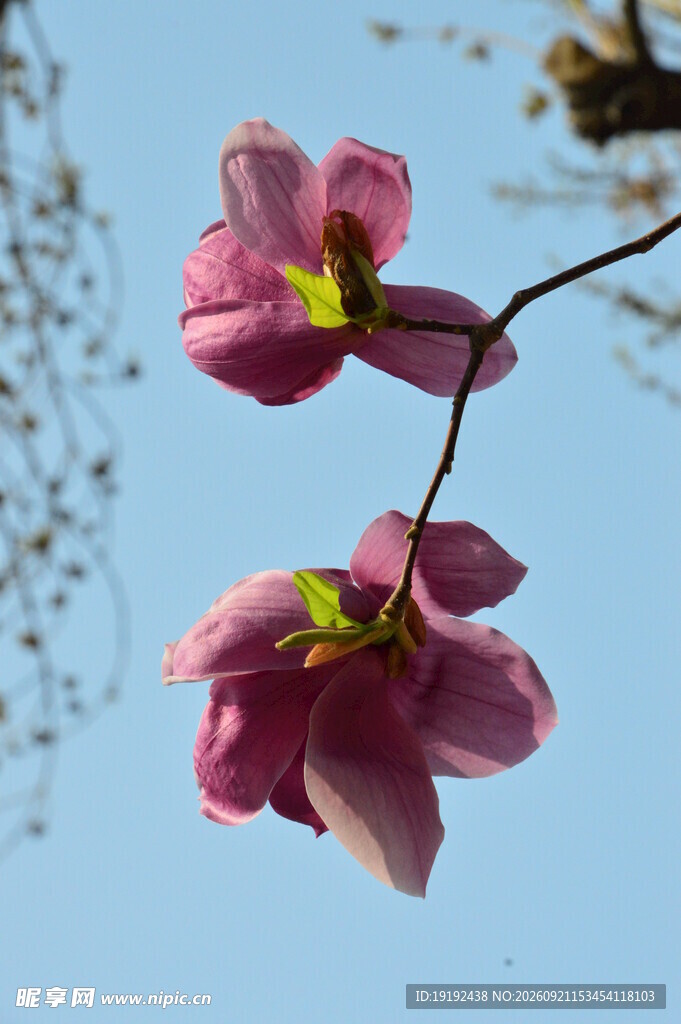 紫玉兰 