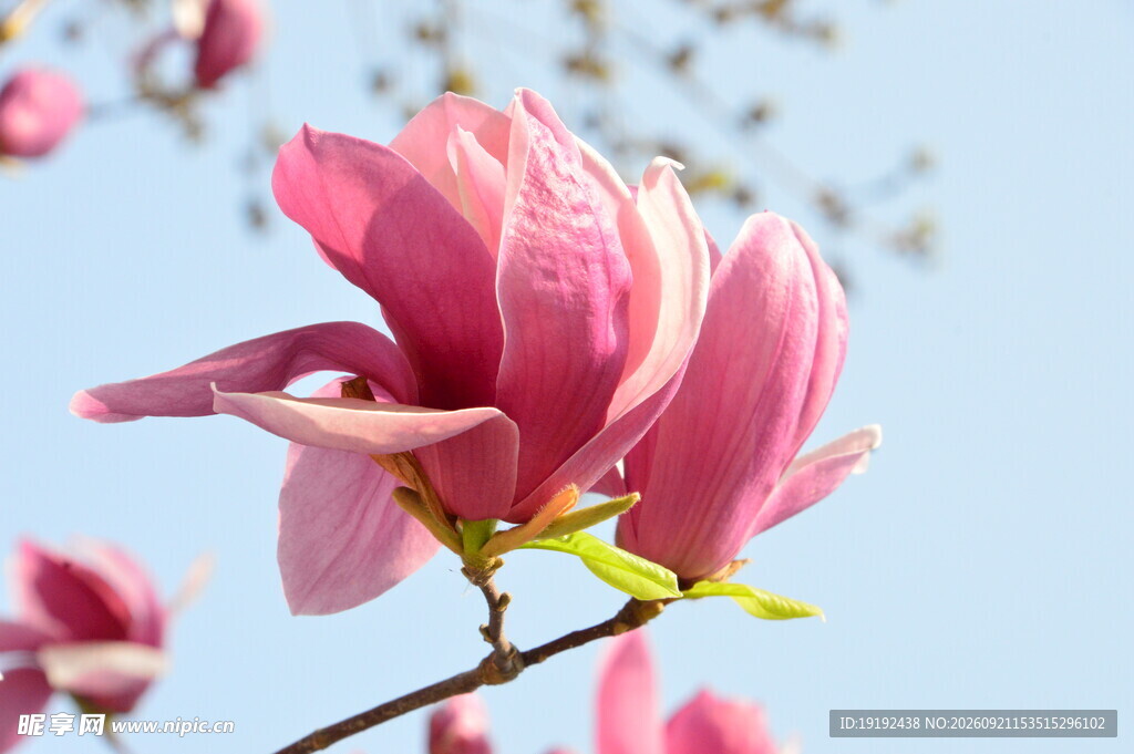 玉兰花 