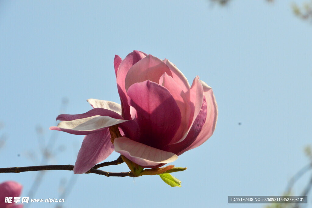 玉兰花