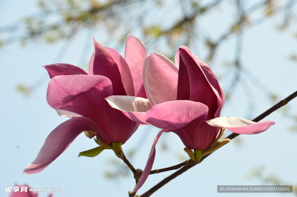 玉兰花