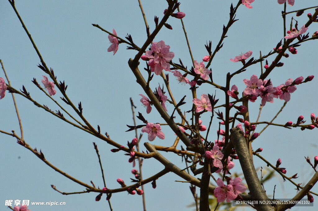 桃花 