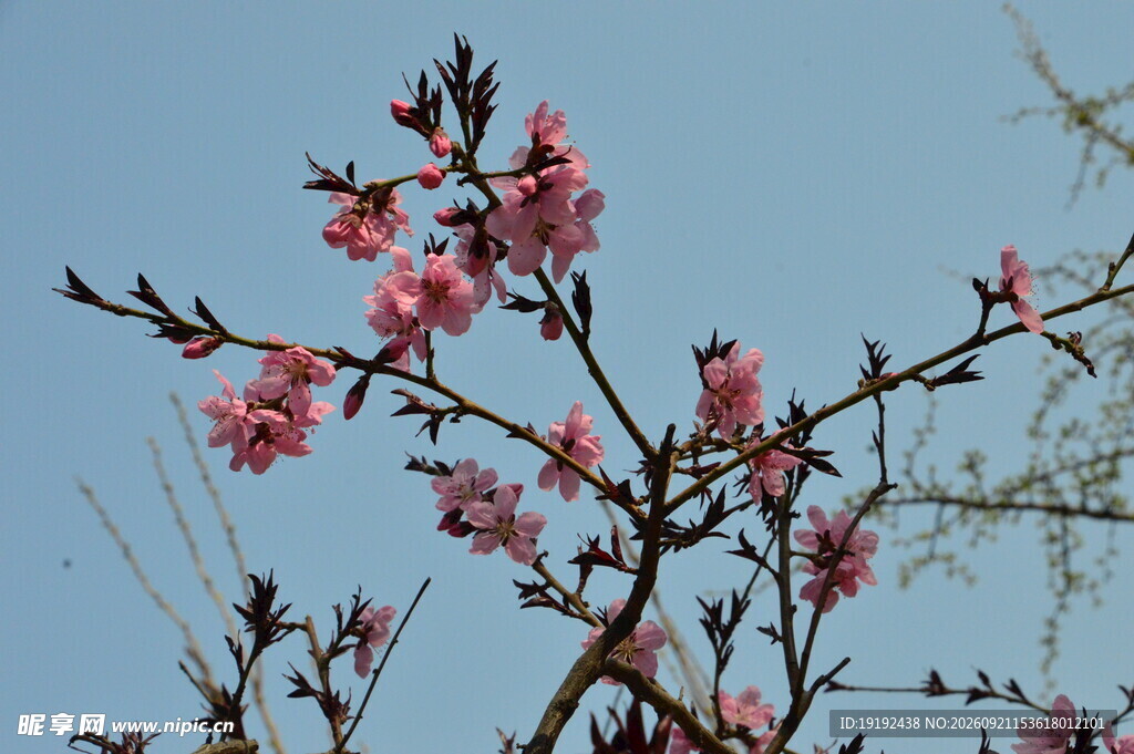 桃花 