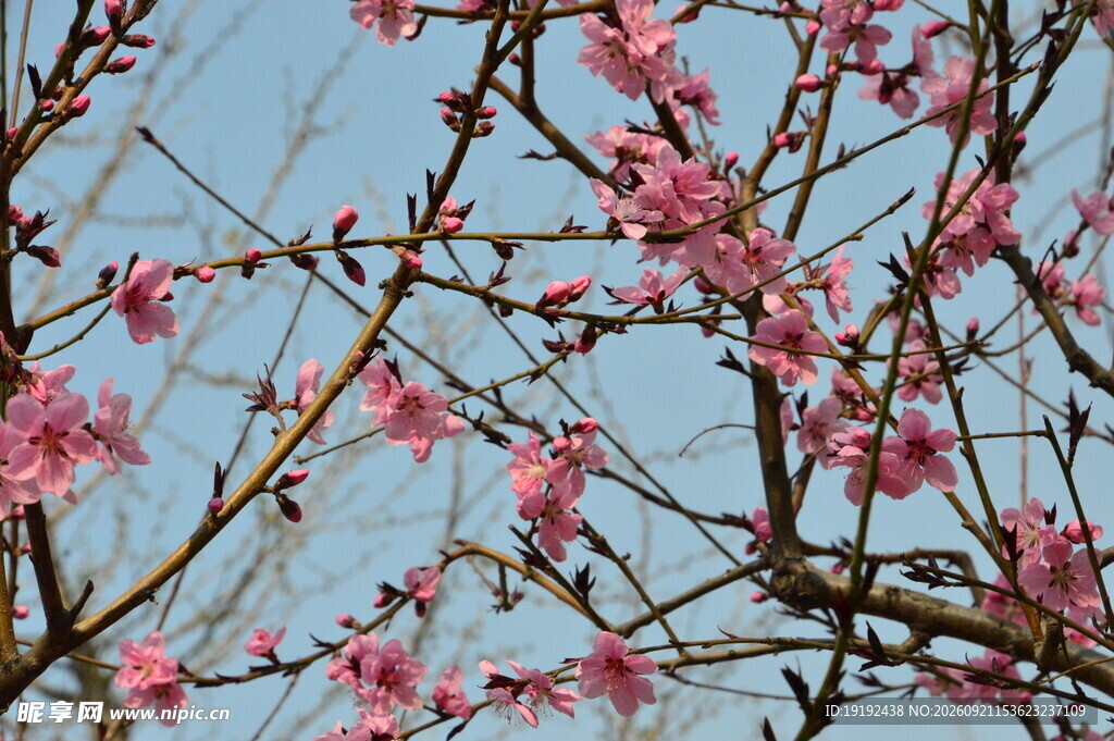 桃花 