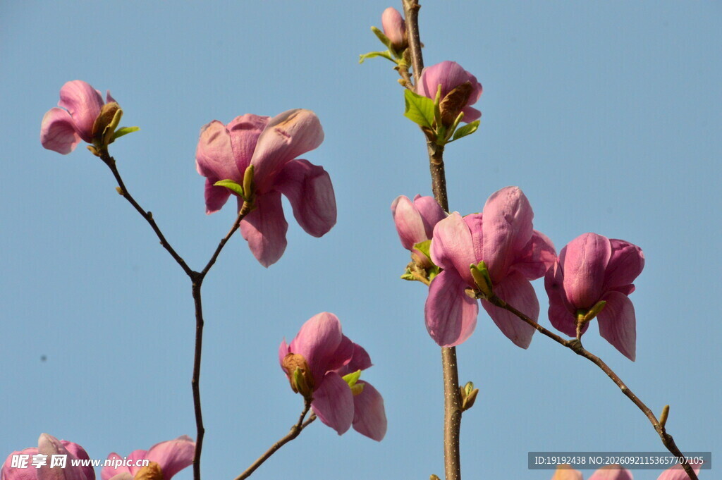玉兰花