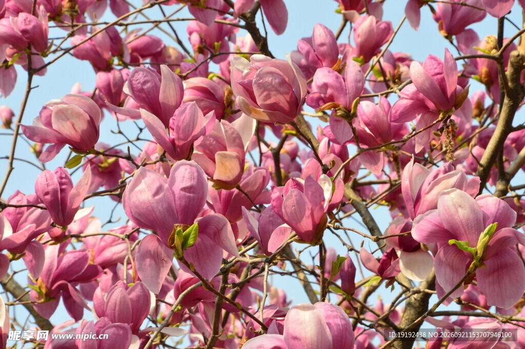 玉兰花 