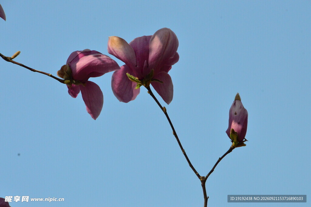 玉兰花