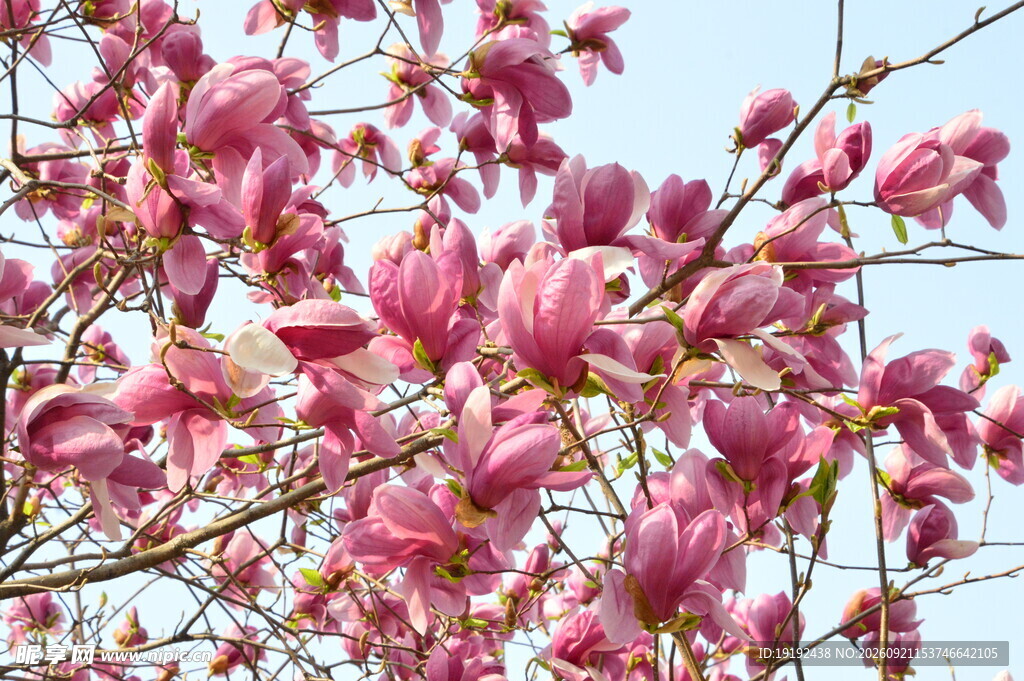 玉兰花 