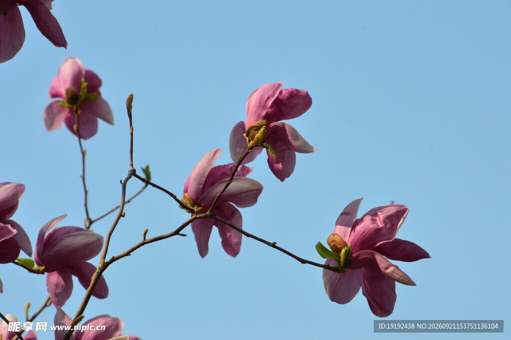 玉兰花 