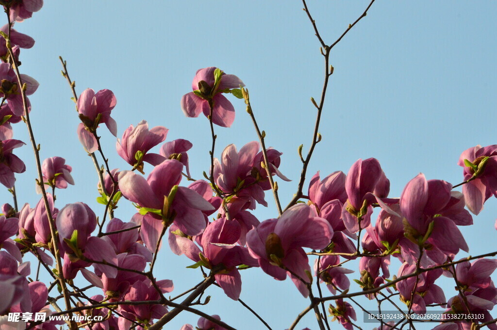 玉兰花 