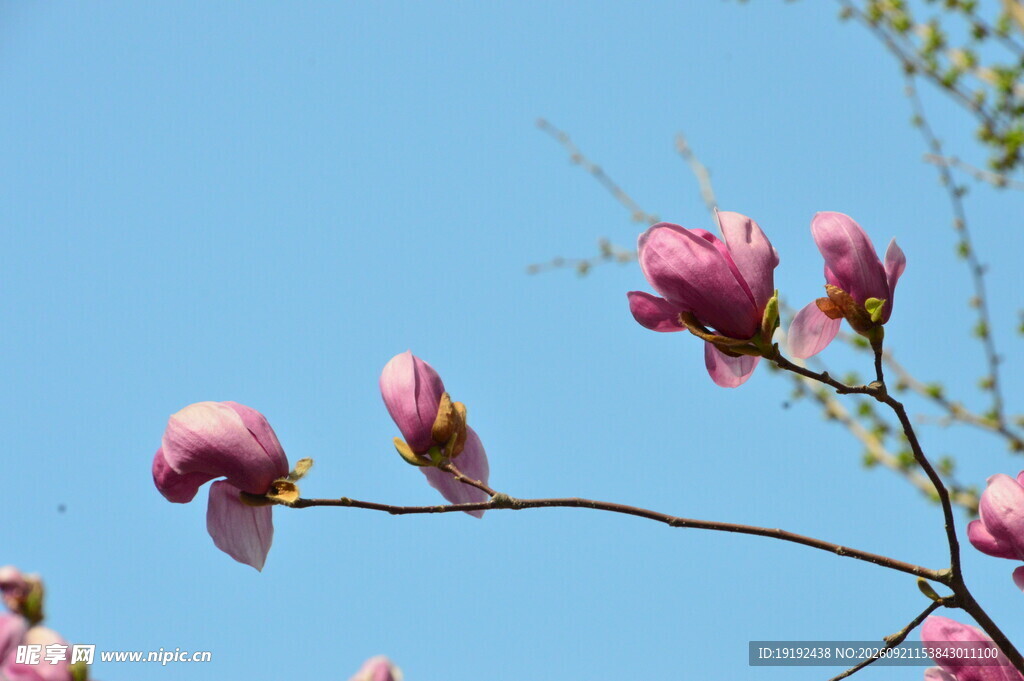 玉兰花 