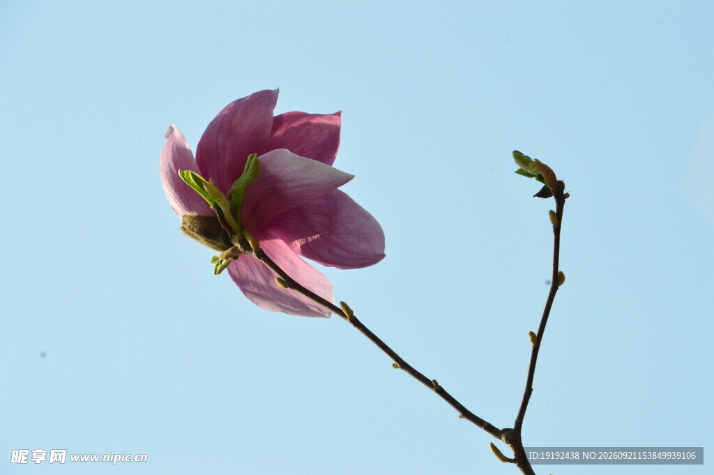 玉兰花 