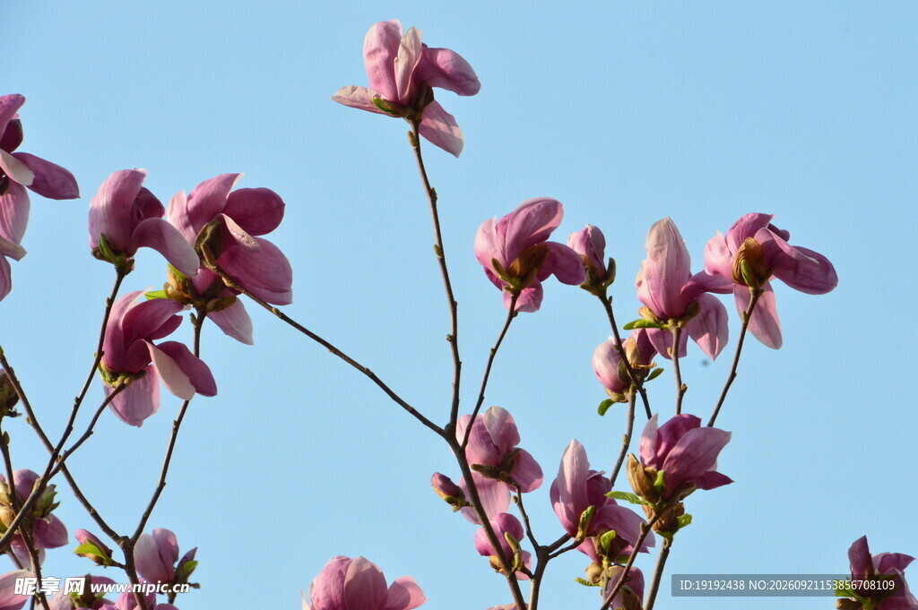 玉兰花 