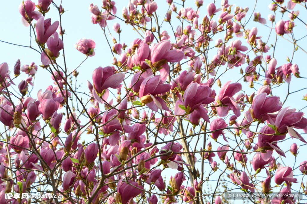 玉兰花