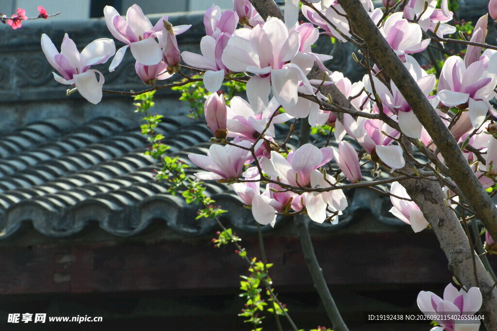 玉兰花 