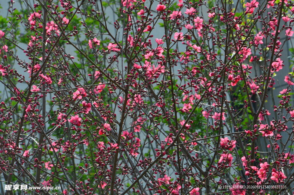 碧桃花 