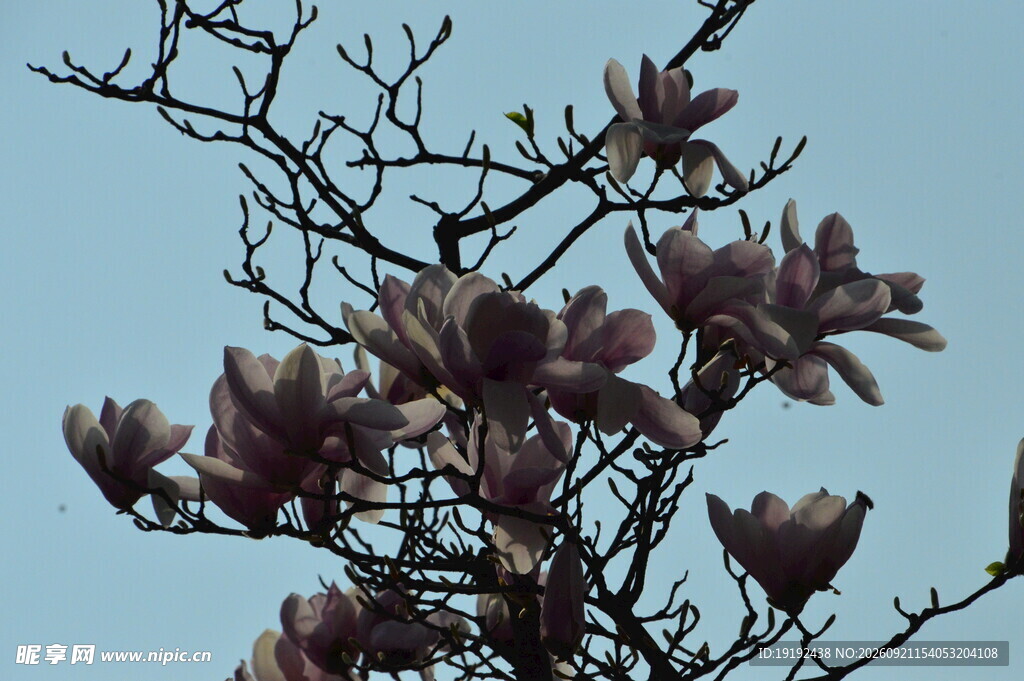 玉兰花   
