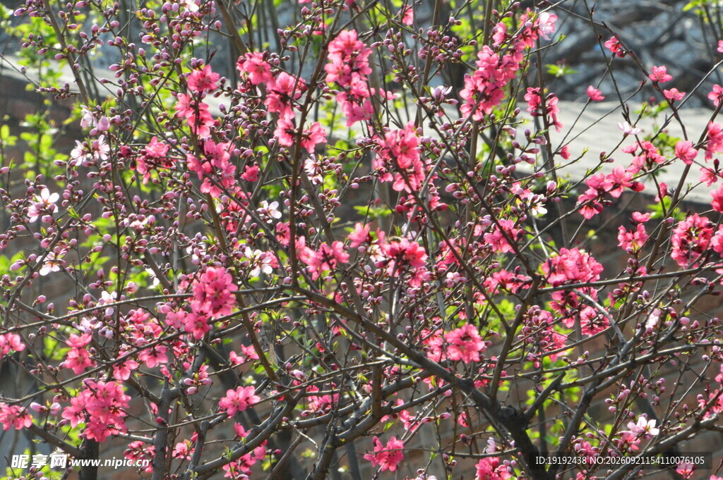 碧桃花 