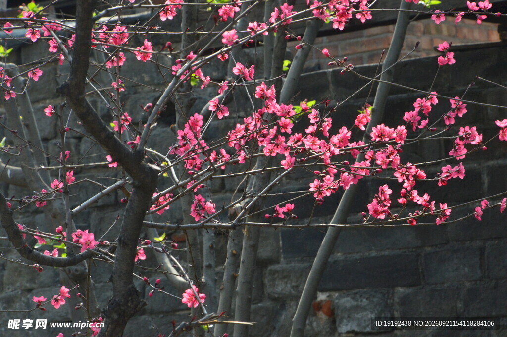 碧桃花 