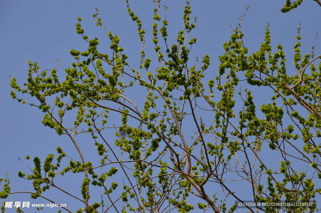 榆树花
