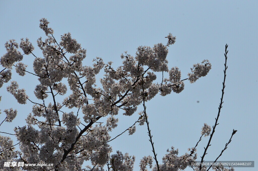 樱花