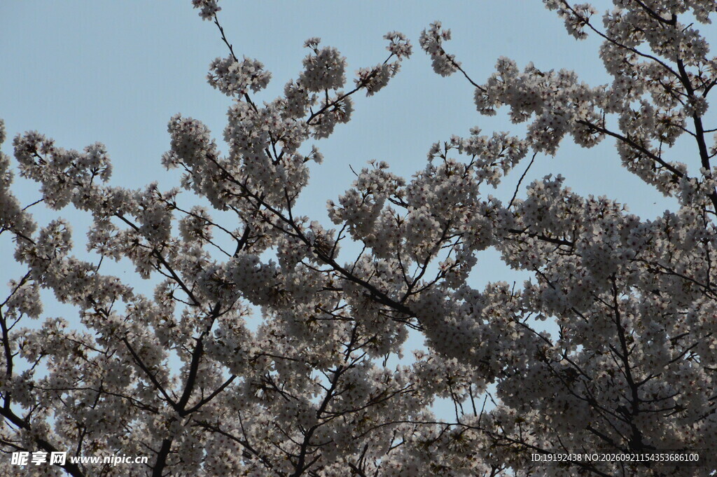 樱花 