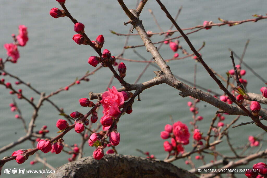 碧桃花 