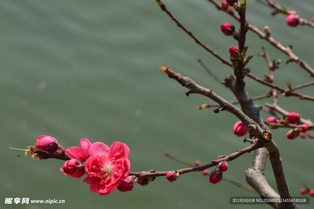碧桃花   