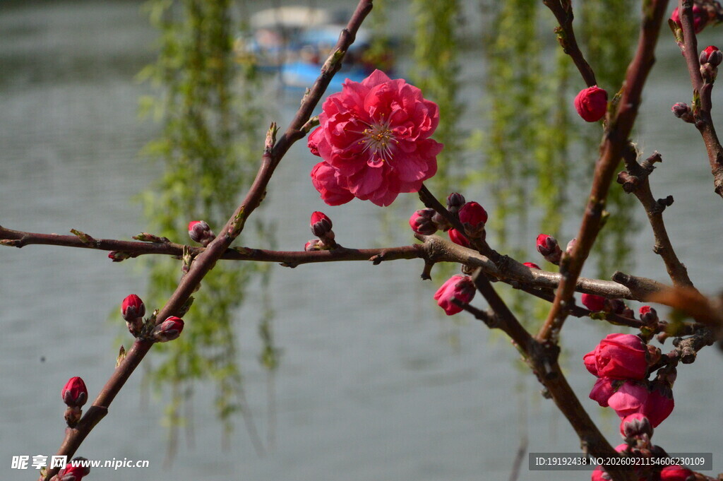 碧桃花  