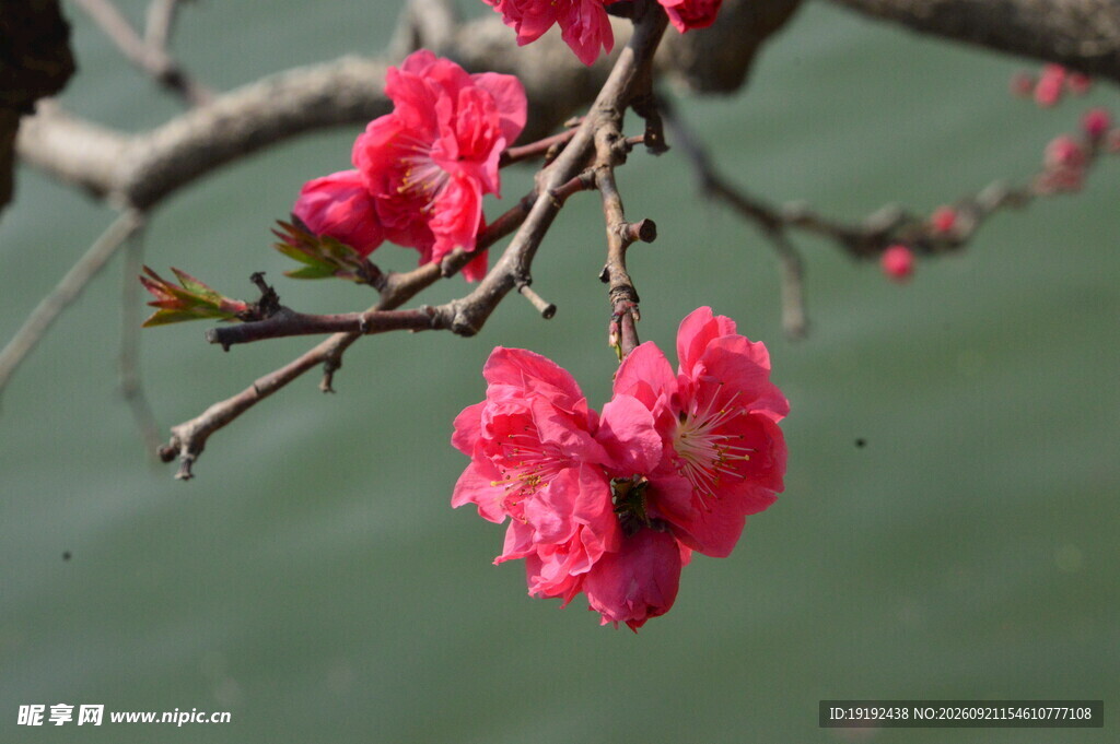碧桃花  