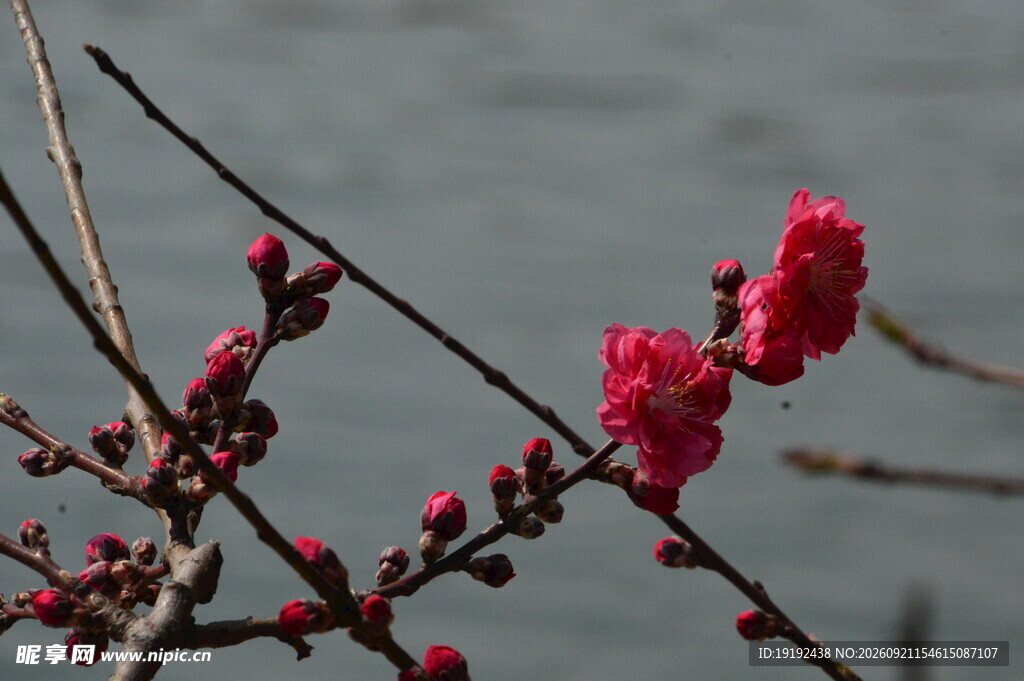 碧桃花  