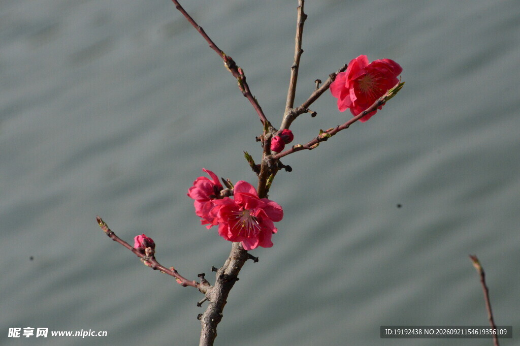 碧桃花  