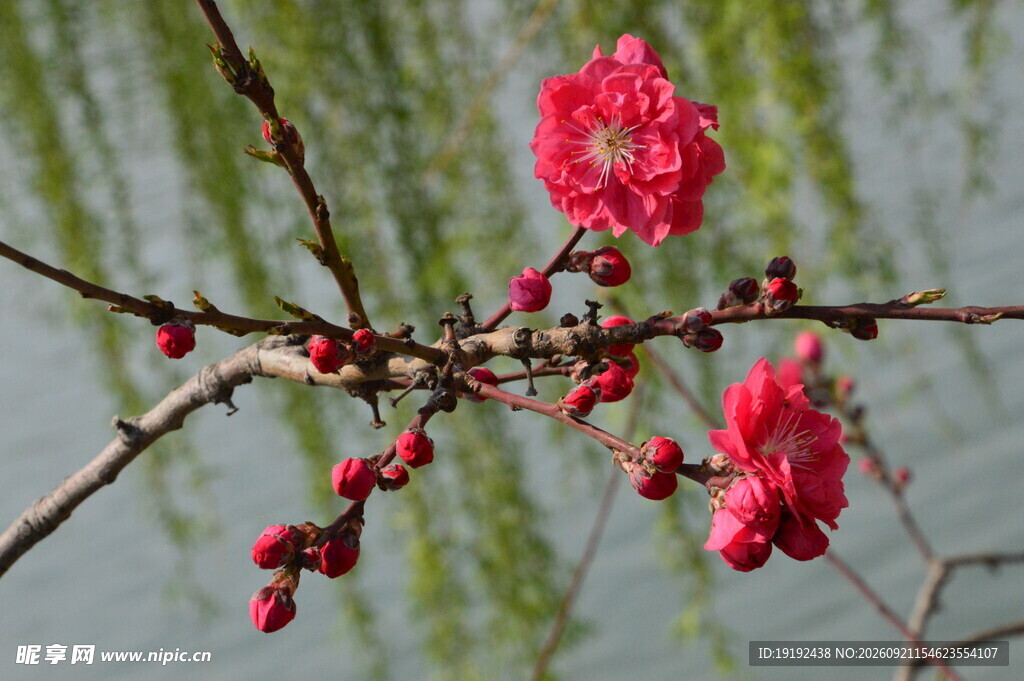 碧桃花  