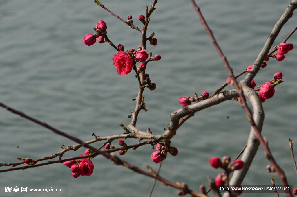碧桃花  