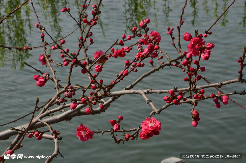 碧桃花