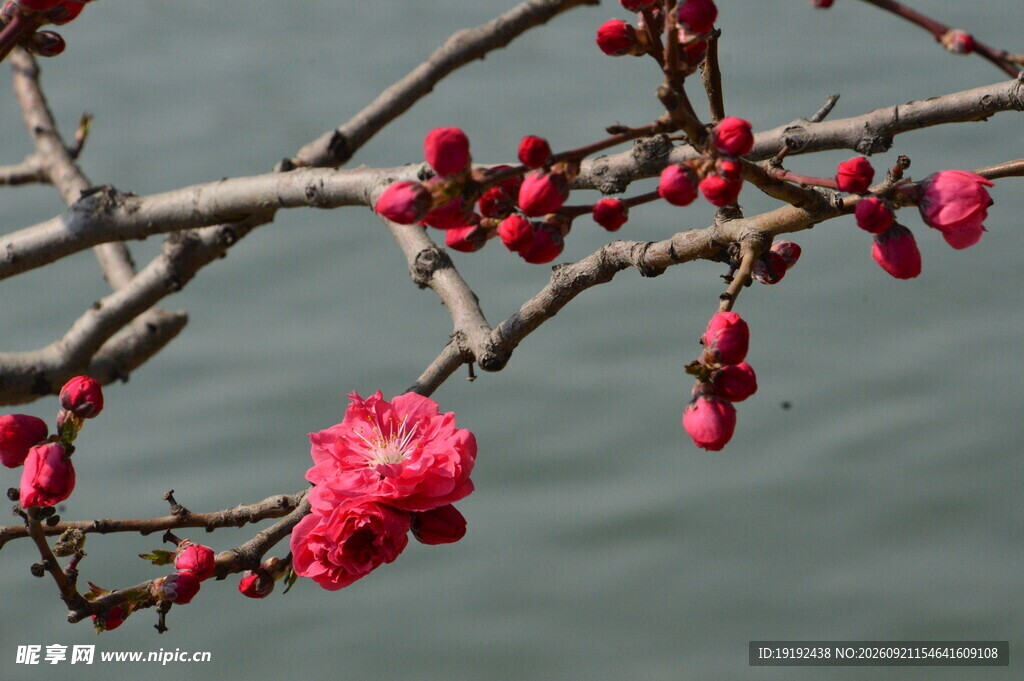 碧桃花