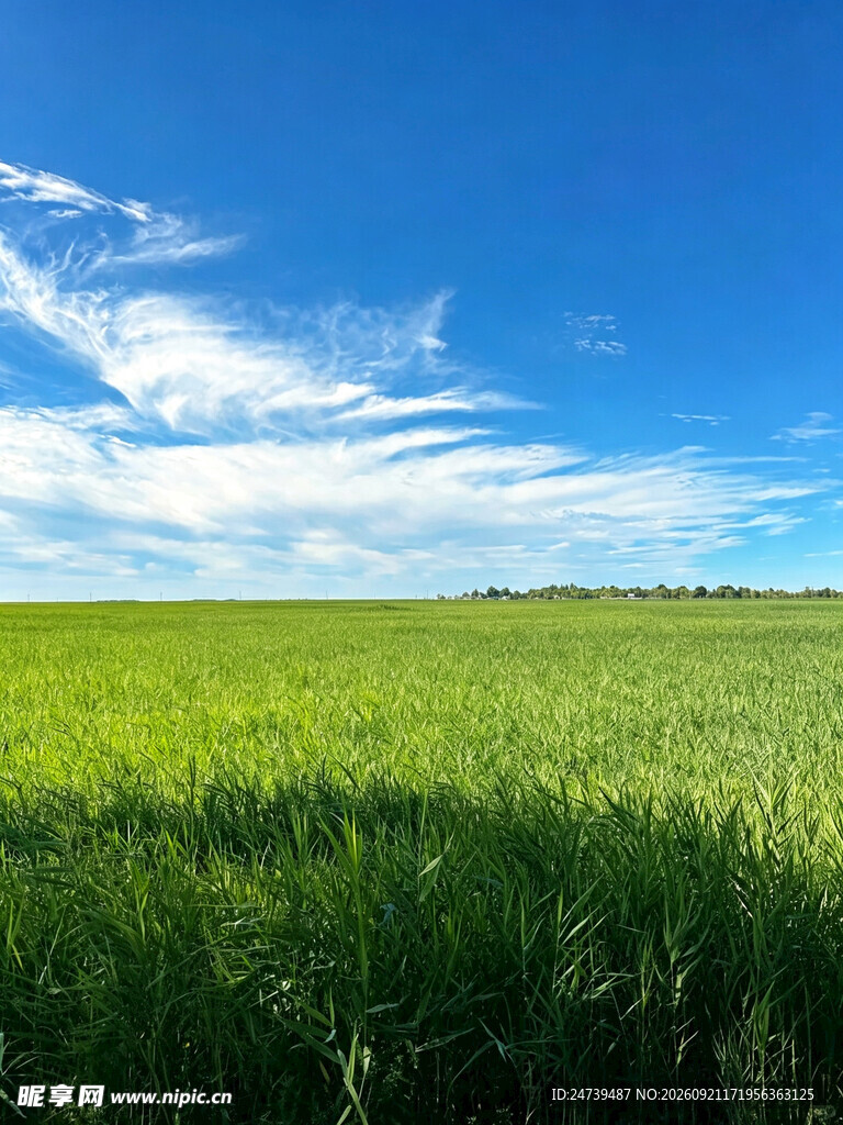 晴空下的翠绿田野