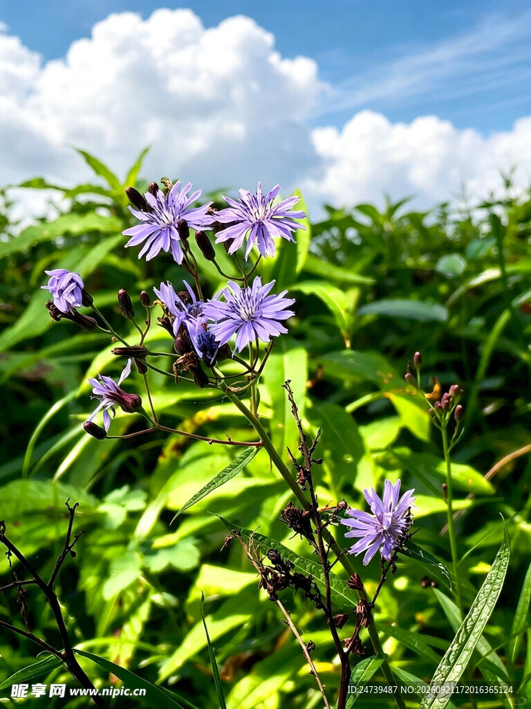 紫色乳苣花