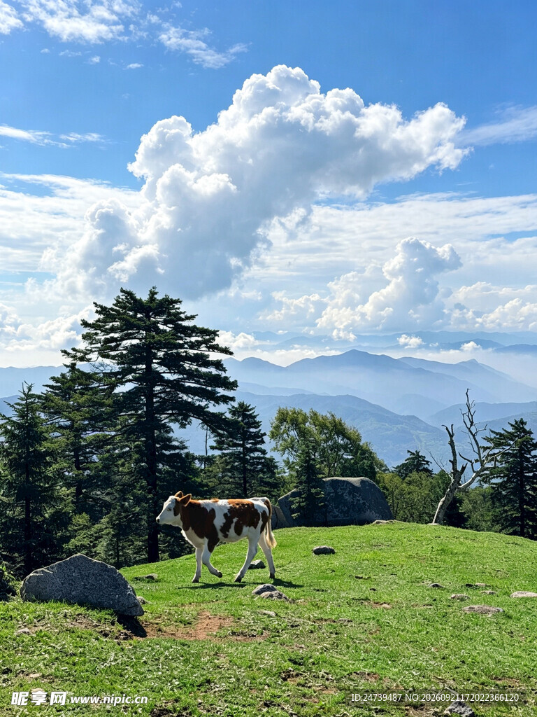 郊野牧场牧牛风光