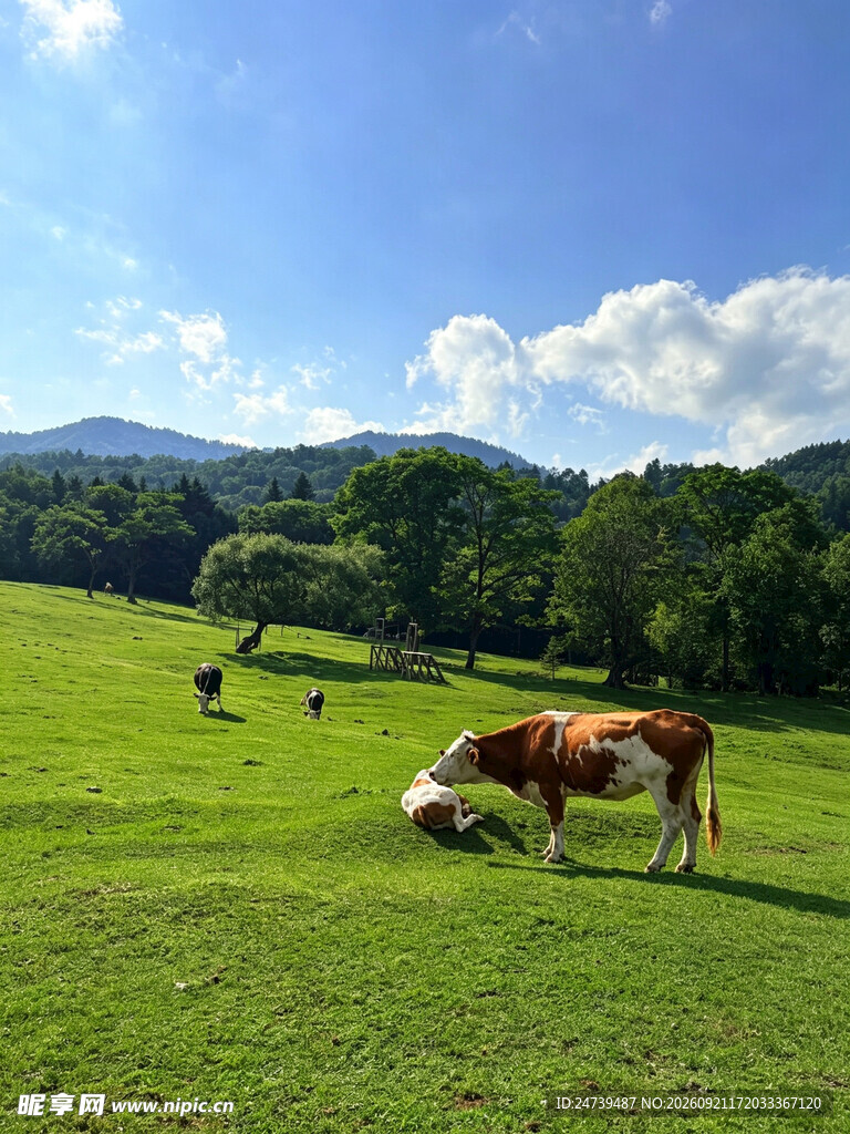 夏日草原牧场风光