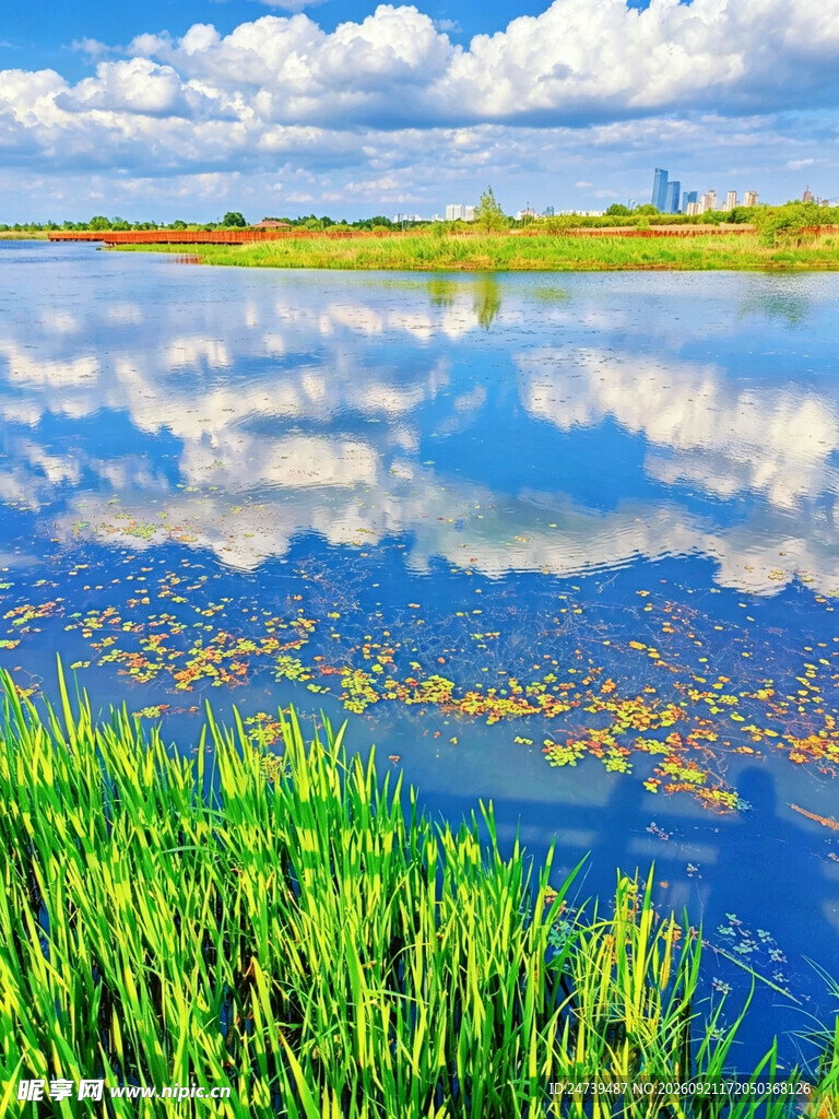 湖畔湿地自然风光