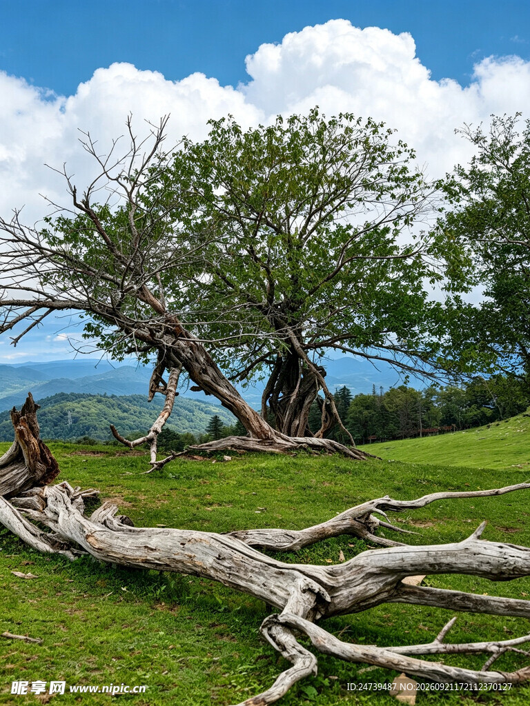 山野老树自然风光