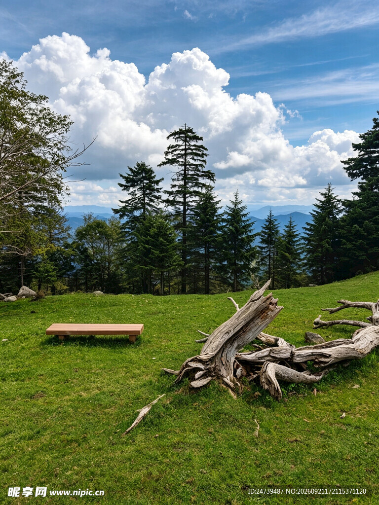 山野草坪晴日风光