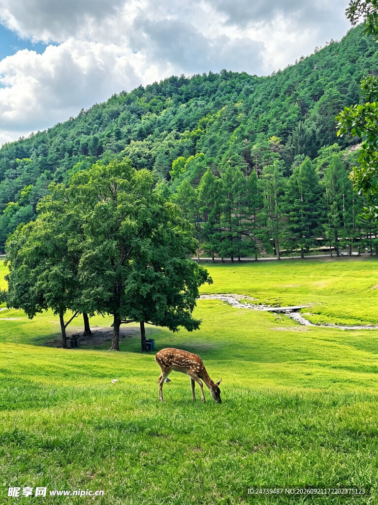 草原山林风光